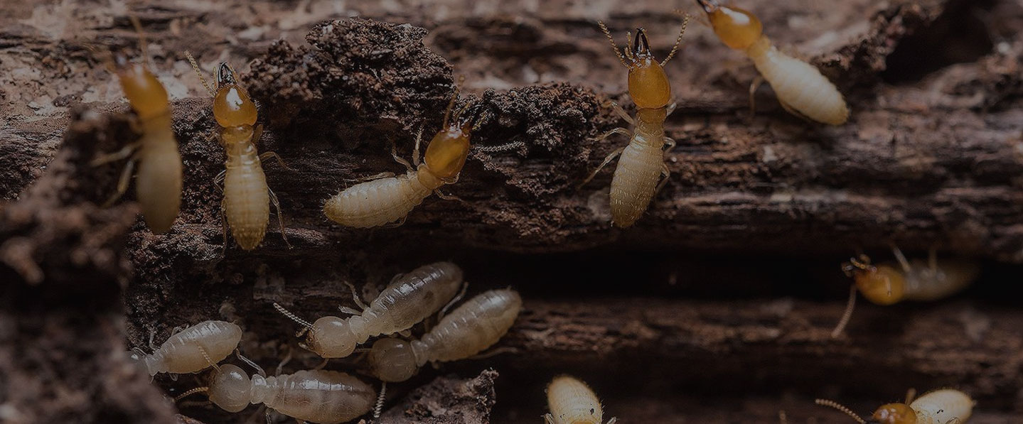 Swift Pest Removal 