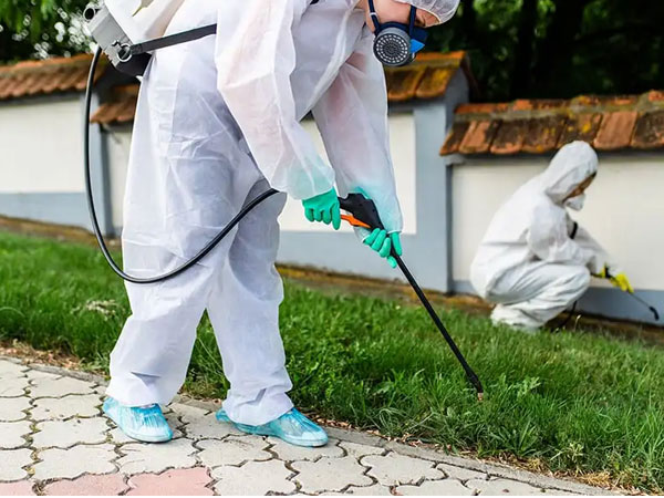 Swift Pest Removal