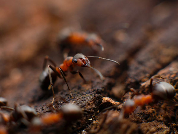 Swift Pest Removal